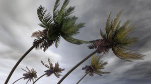 bigstock-palms-at-hurricane-12116309