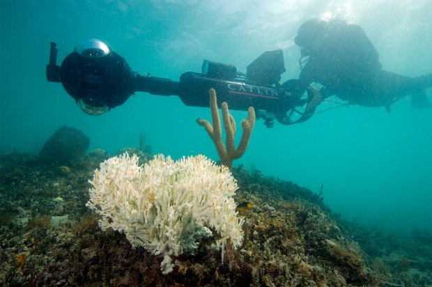 A marine biologist surveys bleaching in 2013 (using the 360-degree SVII camera) as part of the XL Catlin Seaview Survey. Photo provided by XL Catlin Seaview Survey. 