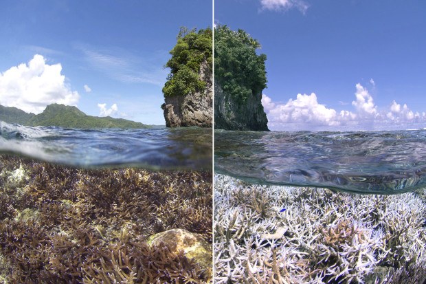 Before and after images of the bleaching in American Samoa. First image taken in December 2014. Second image was taken in February 2015 when the XL Catlin Seaview Survey responded to a NOAA coral bleaching alert. Photo provided by XL Catlin Seaview Survey. 