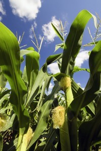 bigstock-Corn-field-42066553-ethanol-biofuel