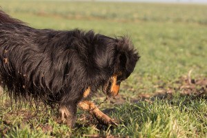 A dog digs a hole on a meadow