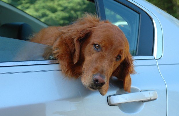 Seniors Driving With Their Dogs Get In More Auto Accidents: University Study