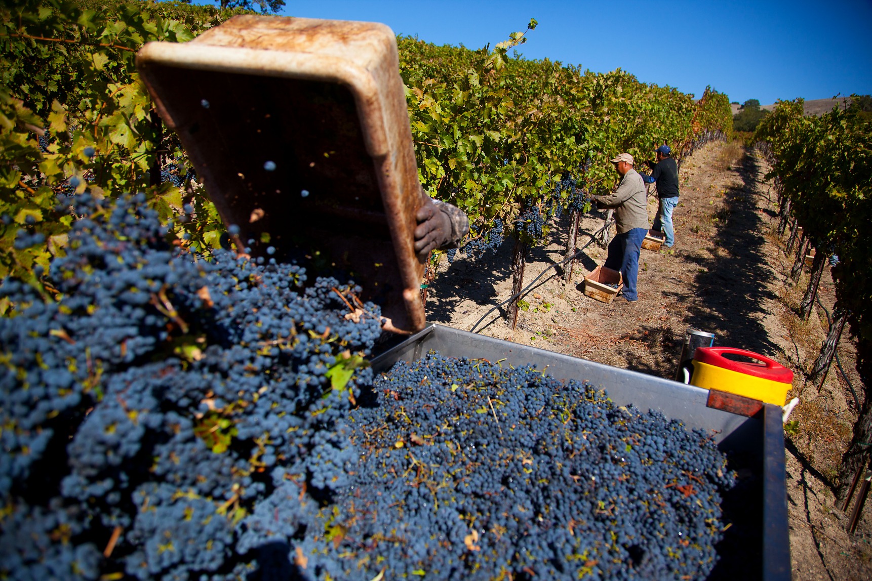 For Some CA Wineries, Insurance Wildfire Payments May Fall Short